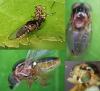 Thaumatomyia notata